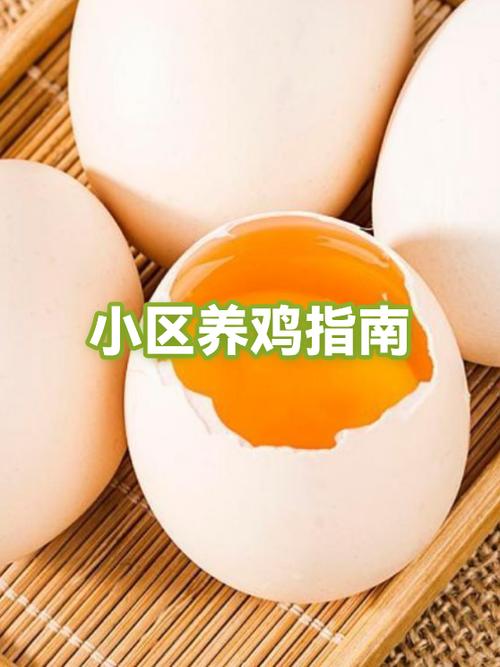养鸡加盟哪家好