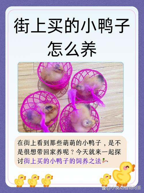 我养的鸭贼6怎么拿到分红鸭