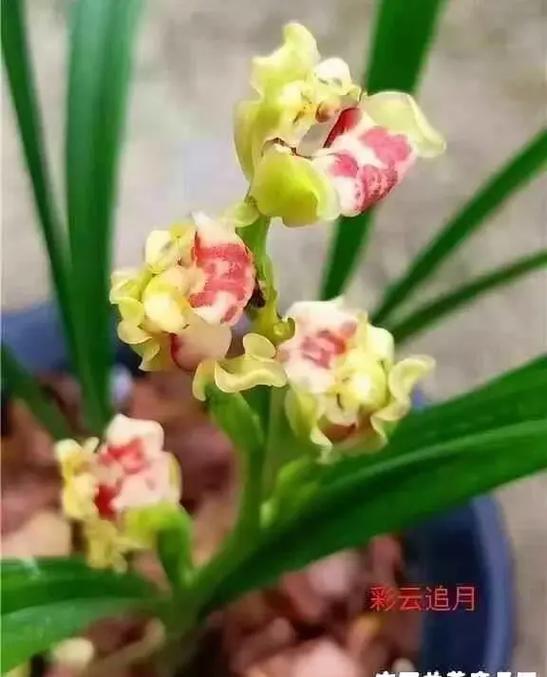 建兰半江红简介