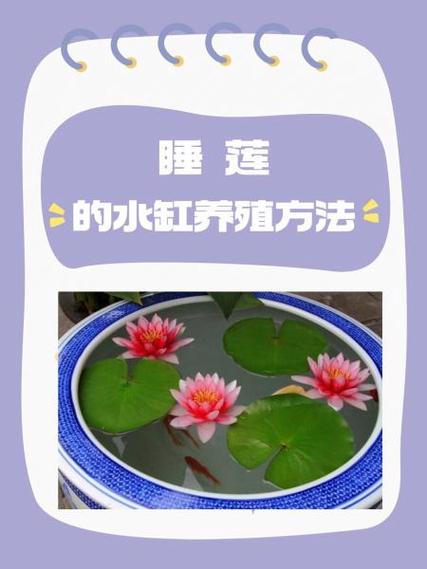 种睡莲的十大忌讳