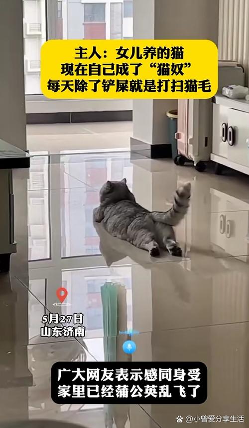 天天养猫场