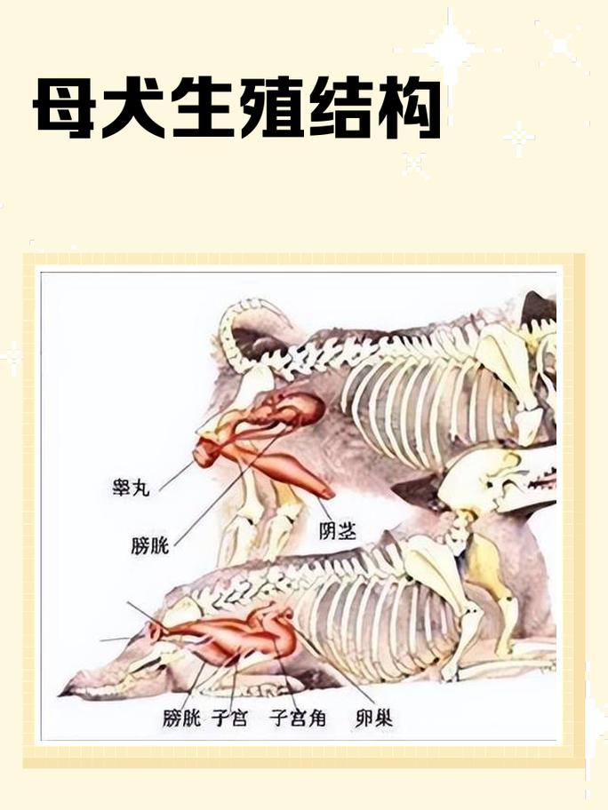 宠物与乳环 血脉