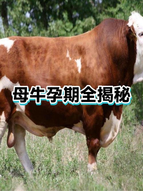 母牛能假怀孕285天吗