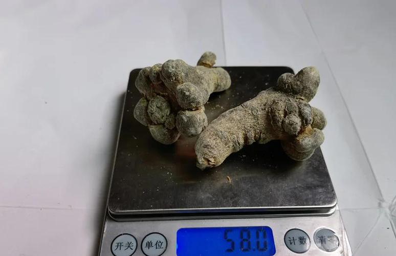 男孩一般多大吃田七好