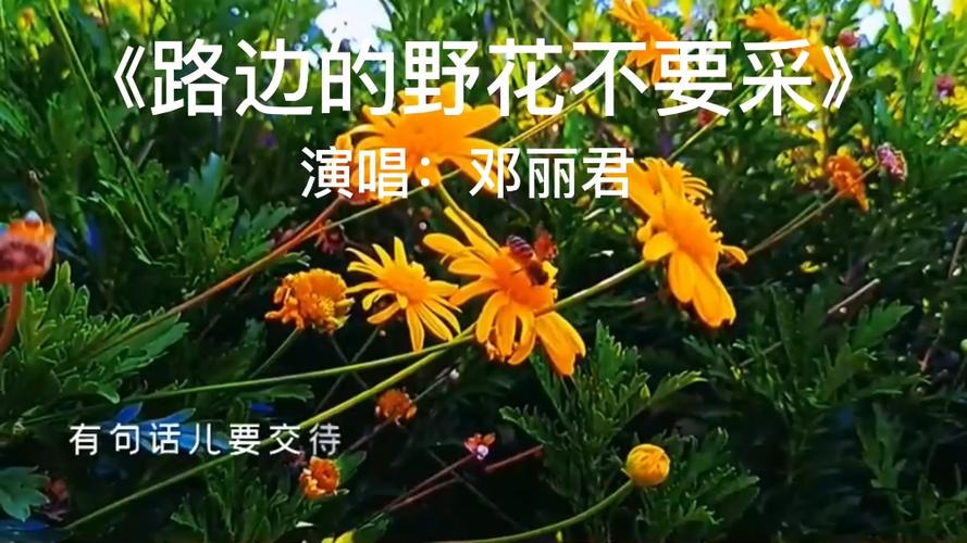 路边的野花不能采原唱骚可