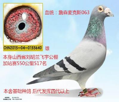 信鸽网各地公棚信息网