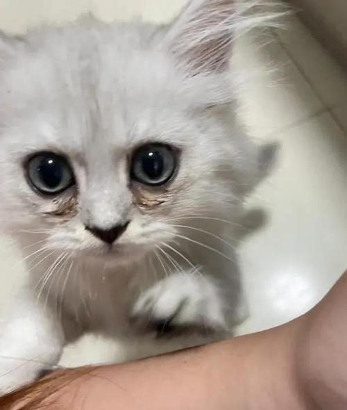 猫咪泪痕怎么消除最有效图标
