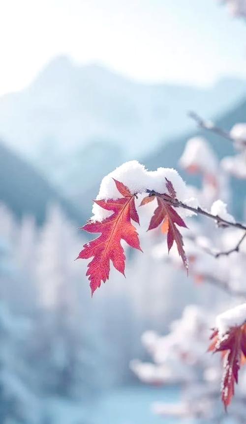 雪中枫叶图片
