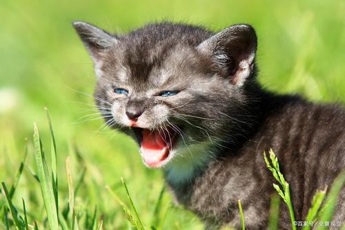 找猫声音一叫猫就来