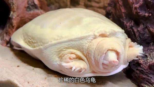 白色乌龟