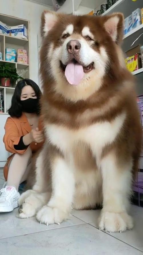 大狗狗