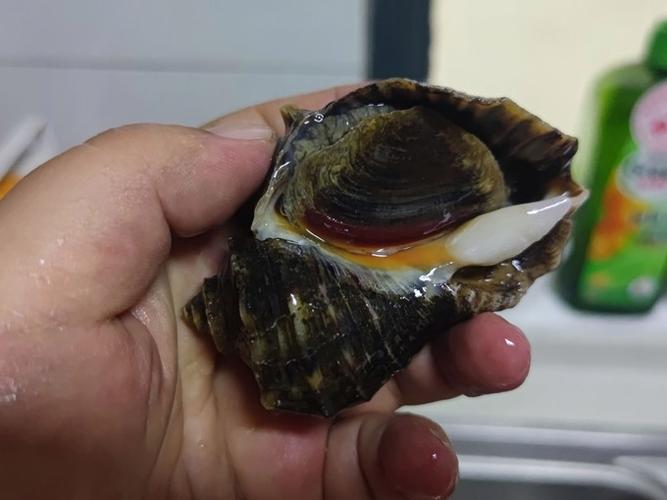 女人吃海螺好不好