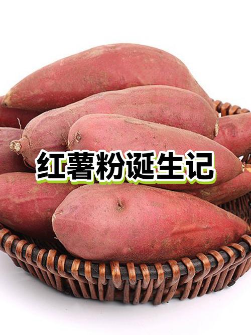 红薯粉保存20年方法
