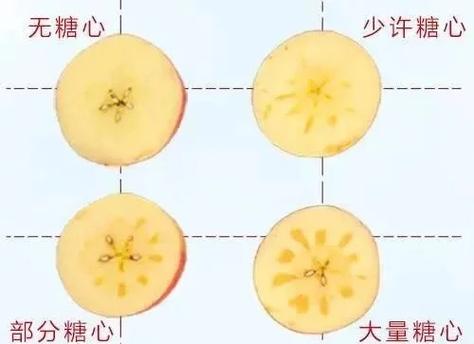 冰糖心苹果的糖心是怎么形成的