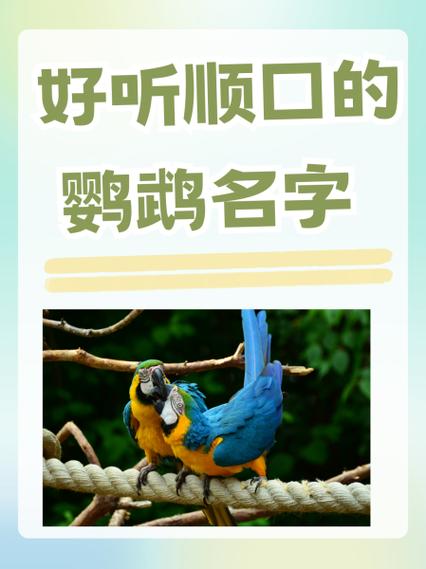顺口的鸟名字