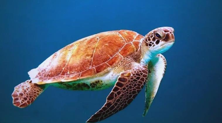 人工养殖海龟