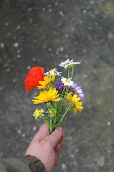 摘花截图