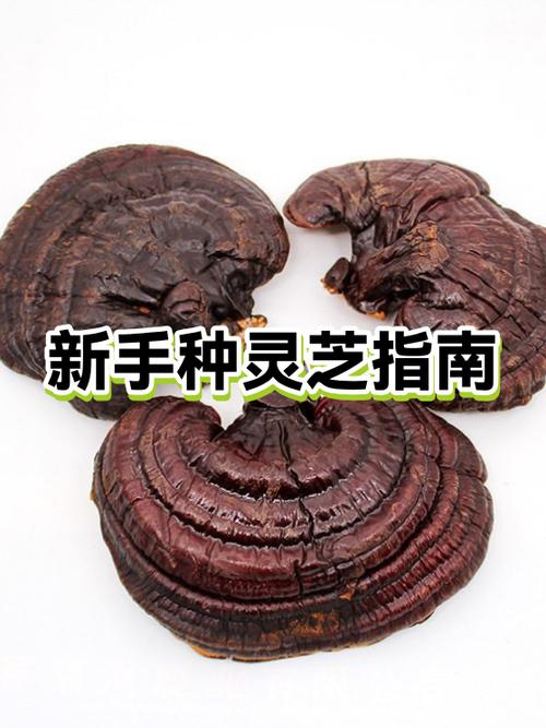 灵芝可以自己种植吗