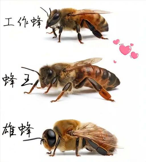 蜜蜂蜂王图标