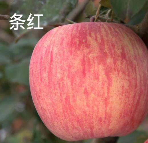 今日头条苹果版app