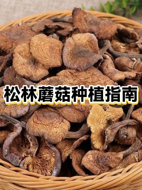 泰拉瑞亚蘑菇种子种植条件图标