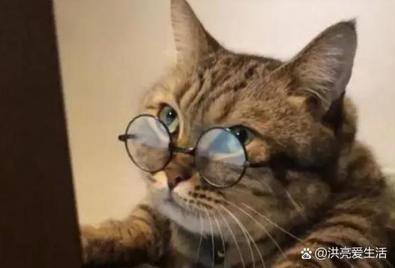 猫咪杏眼和圆眼