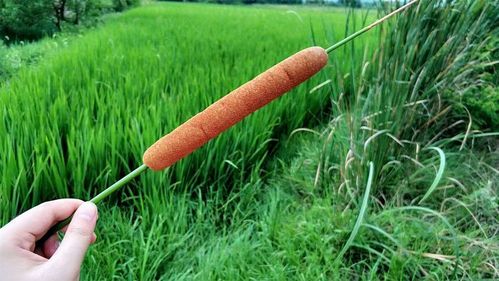 香肠-通用防闪缩略图
