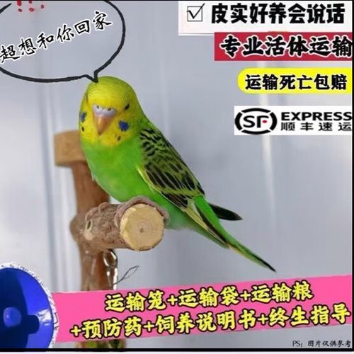 养虎皮鹦鹉赚钱吗缩略图