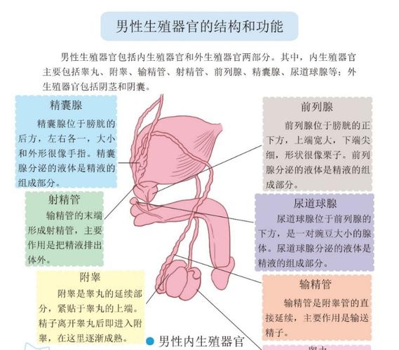 男生生殖缩略图