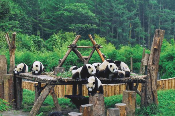 中国熊猫养殖基地有哪些