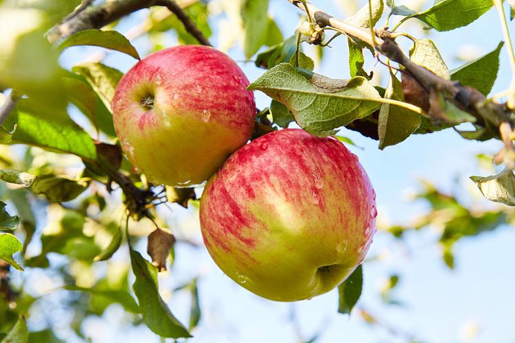 兼职app一单一结苹果缩略图