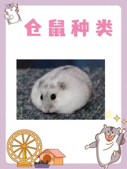 滚动仓鼠汉化破解版缩略图