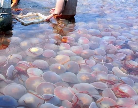 海蜇图片