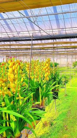 云南兰花种植批发基地