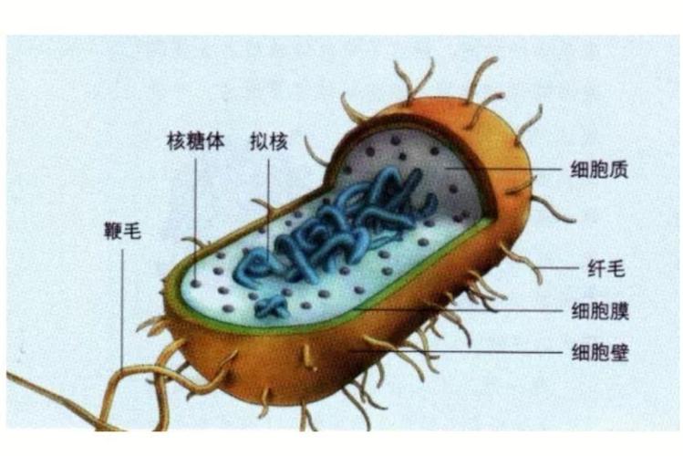 生物指的是什么