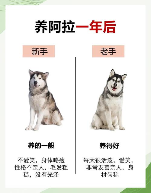 阿拉斯加犬喂什么最好