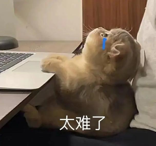 红温猫猫头表情包图标