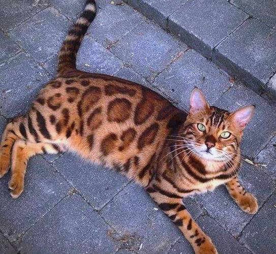 豹猫认主人吗