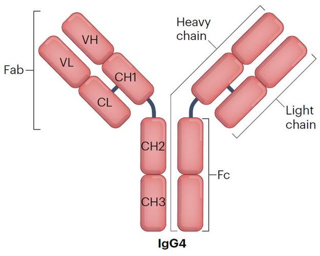 igg