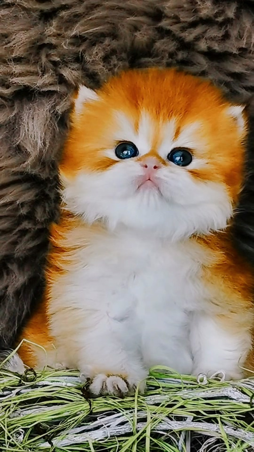 抖音上很火的宠物猫品种