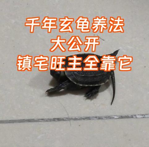 乌龟开口叫玄学