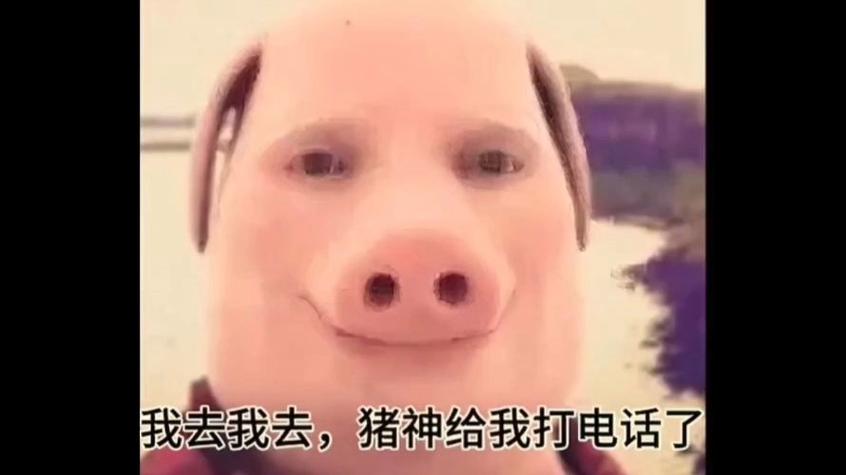 pig表情包官方入口网站