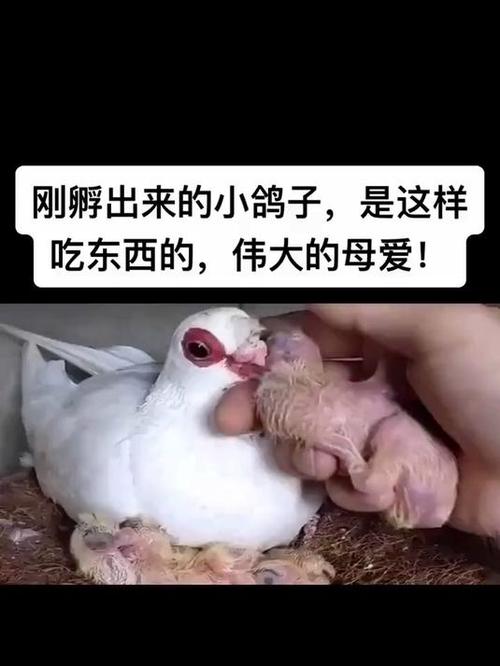 小鸽子吃的月租宝