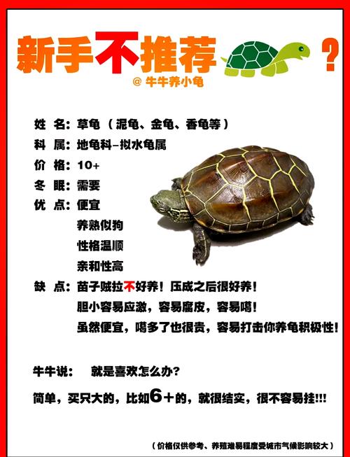 草龟怎么养
