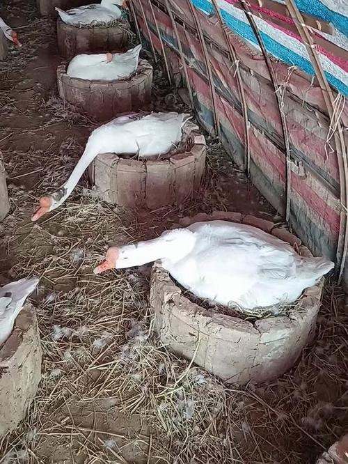 农村最简单鹅舍图片
