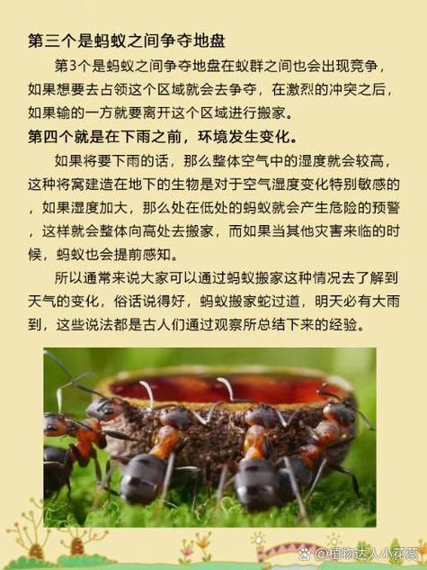 蚂蚁有什么好处