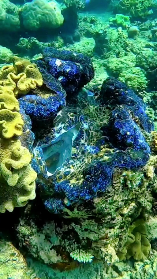 海底世界贝壳视频