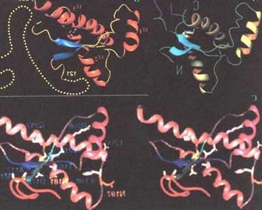 卫星病毒和卫星RNA