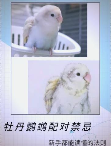 牡丹鹦鹉最快配对方法