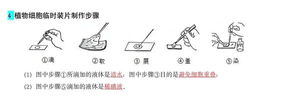 制作临时装片的步骤